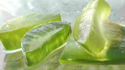 Aloe Vera Gel Benefits For Hair Problems in Hindi