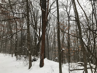 More snowy woods from a hike.