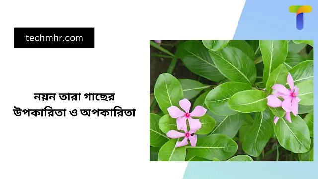 নয়ন তারা গাছের উপকারিতা ও অপকারিতা