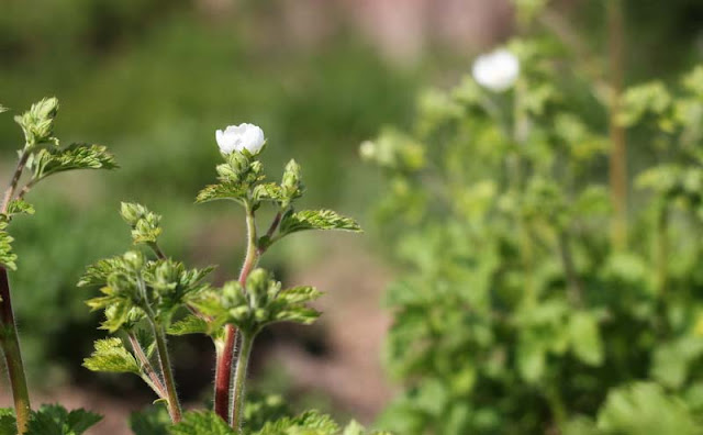 Potentilla Rupestris