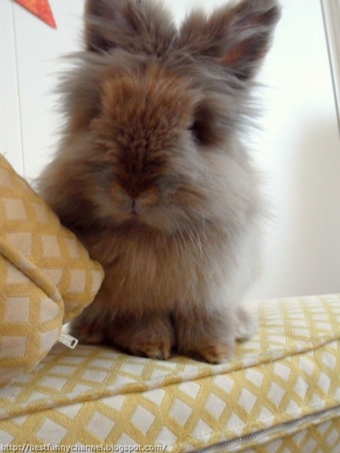 Gray fluffy bunny.