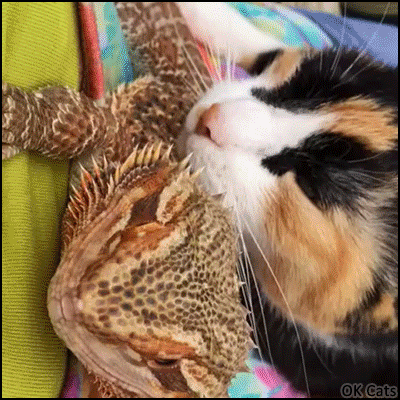 Amazing Cat GIF • Crazy Calico cat uses a big lizard as a petting-scratching tool [ok-cats.com]