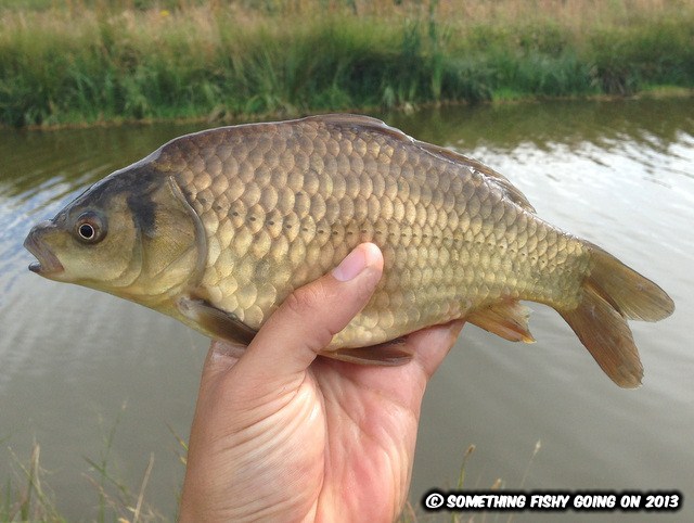 Something Fishy Going On: The weather forecast is a load of carp!