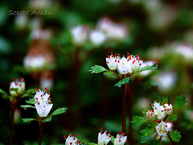 Chrysosplenium album