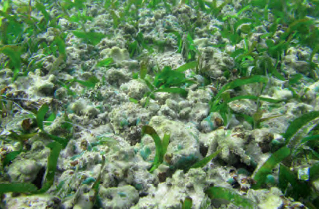 Seagrass beds (Seagrass ecosystem)