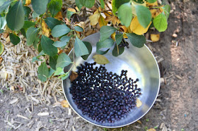 a rare harvest of black chokeberries