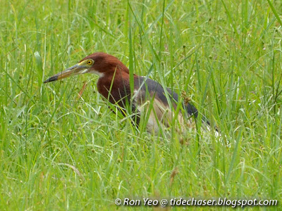 Chinese Pond Heron (Ardeola bacchus)