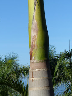 Roystonea borinquena - Palmier royal de Porto-Rico 