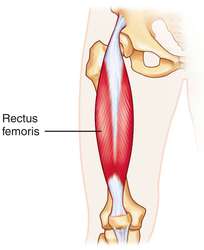 Rectus Femoris Muscle