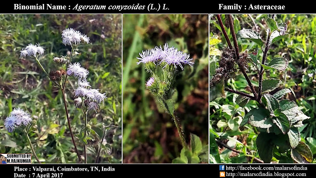 Tropical whiteweed, Visadodi,Khongjai napi,Ghanera osaadi,Oorala gida,Pumppillu