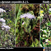 Ageratum conyzoides Medicinal Uses (Family: Asteraceae)