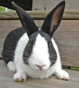 dutch-rabbit-0010.jpg (326×360)