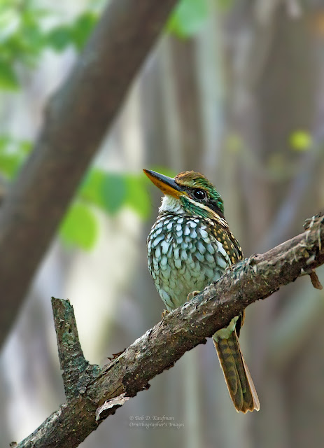 spotted wood kingfisher female