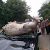 Man narrates how a cow rammed into a car in Aba, Abia state 