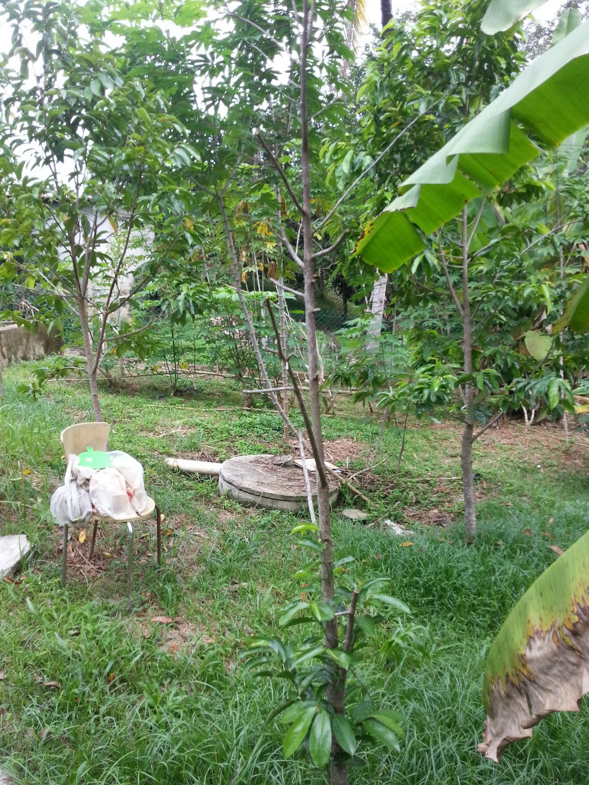 Warisan PESAGI: POKOK DURIAN BELANDA DI BELAKANG RUMAH