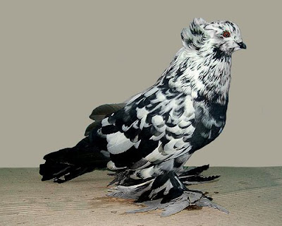 Hungarian Giant House Pigeon