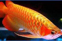 Mengenal Ikan Arwana Golden Red