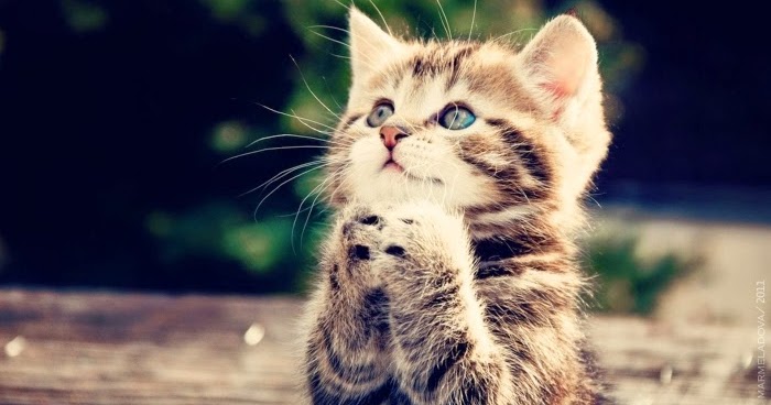 Populer 38 Gambar Kucing Berdoa 