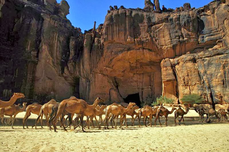 The Guelta d'Archei is probably the most famous guelta in the Sahara. It is located in the Ennedi Plateau, in north-eastern Chad, south-east of the town of Fada. The Guelta d'Archei is inhabited by several kinds of animals, most notably the Nile crocodile