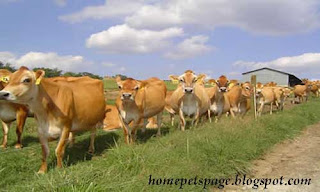 Home Pets - Basic Information about Jersey Cows 