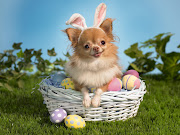 Happy Easter Desktop Backgrounds (bunny wishes happy easter wallpaper)