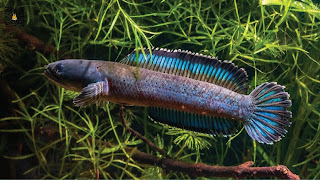 50 Jenis Ikan Channa / Gabus Hias dan Harganya Tahun 2022