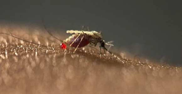 mosquito Anopheles stephensi