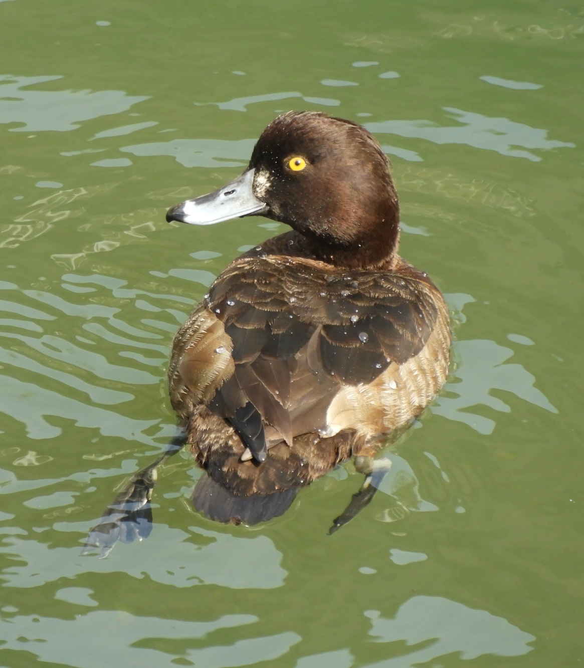 あゆちんの野鳥ブログ２ 交雑カモ３種類 鳥の家wなど ３月１日撮影