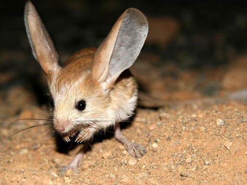 strangest-animals_www.wonders-world.com_010