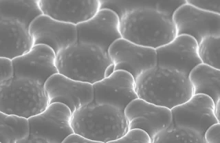 This SEM image of concavities is covered by a conformal multilayer stack of 11 alternating layers of titania and alumina.