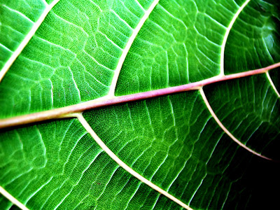 15 fotografías de plantas verdes (contacto natural)