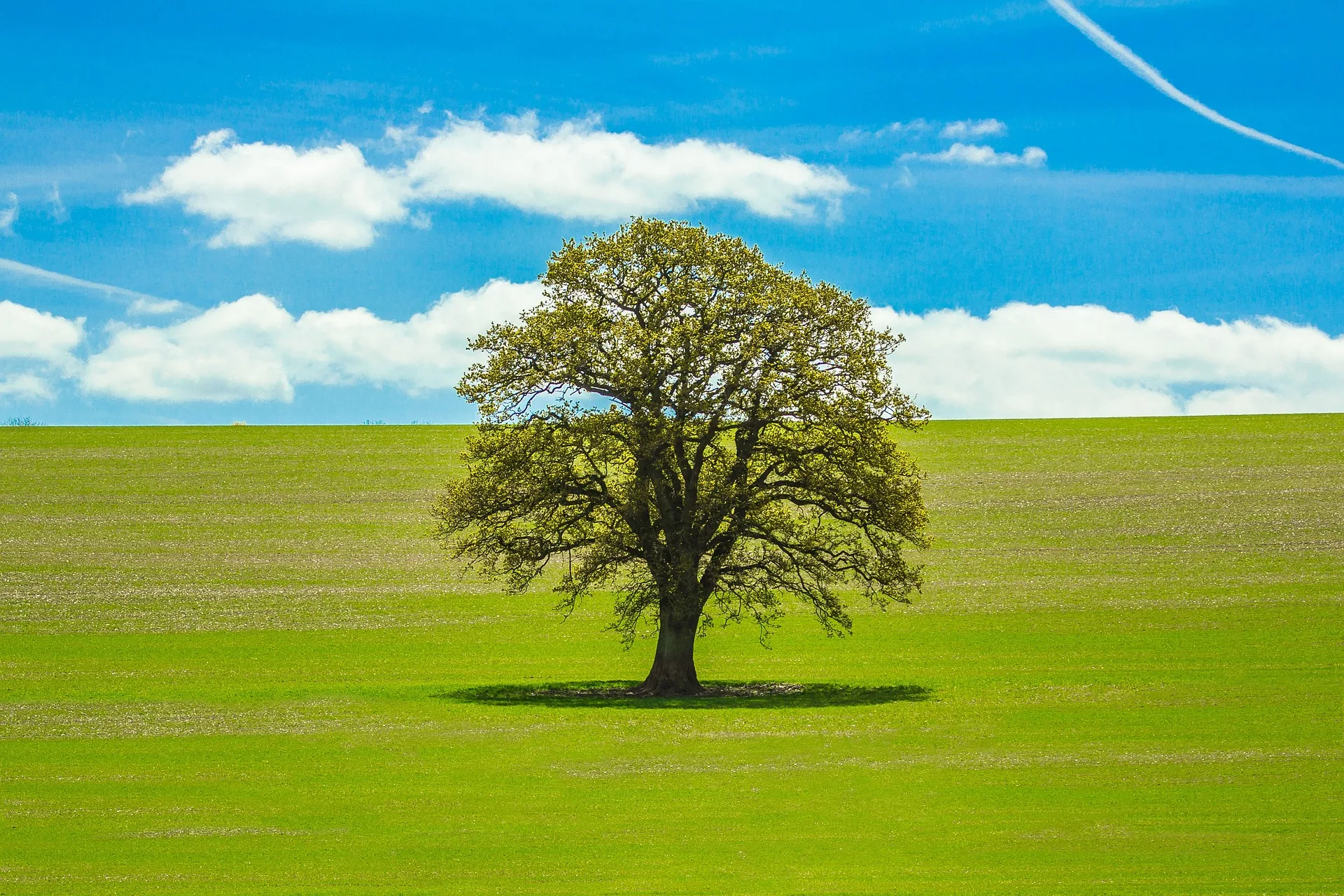 Vibrant tree in a lush field under a clear blue sky, illustrating the symbiosis of air, soil, and plants—akin to the interdependence of physical, mental, and social health.