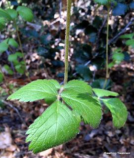 cinquefoil leaves on a stalk.