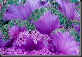 Ornamental Cabbage