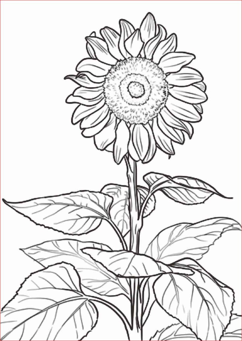 Koleksi Terpopuler Sketsa Bunga Matahari