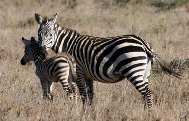 pictures of zebra