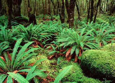 10 fotografías del bosque (lugares para respirar aire puro)