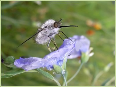 Un bombyle