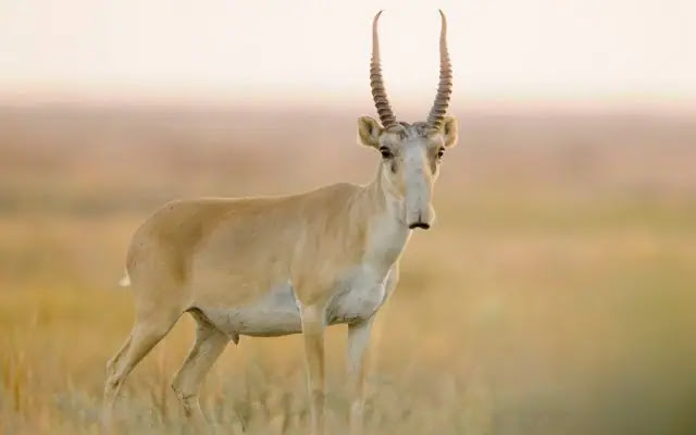 15 Animals with the Longest Horns in the World