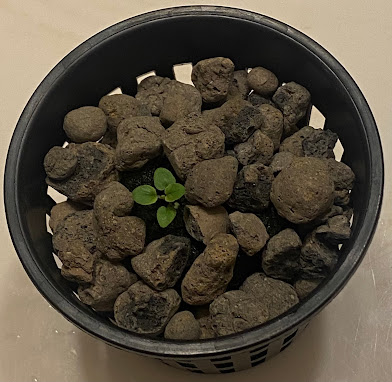 An oregano seedling in a black plastic net pot surrounded by clay pebbles
