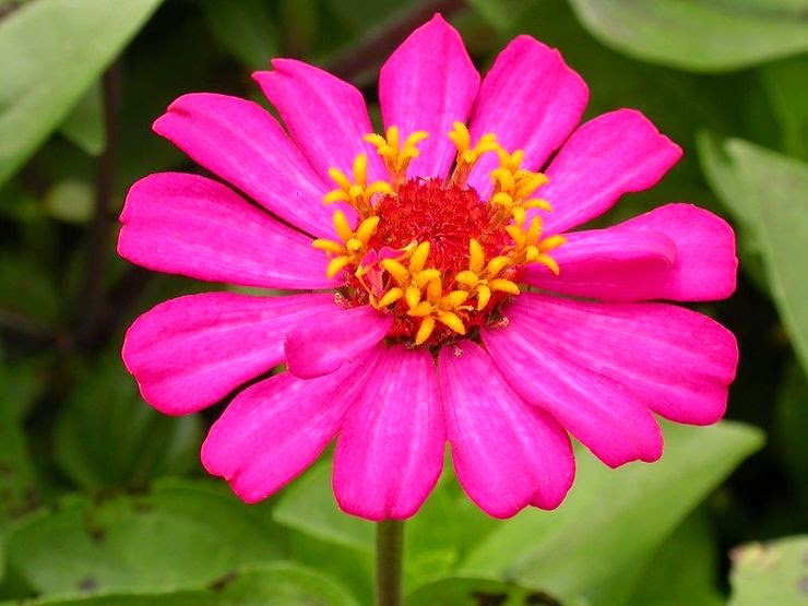 Koleksi Tanaman Hias  Bunga Kertas  Elegans Zinnia 