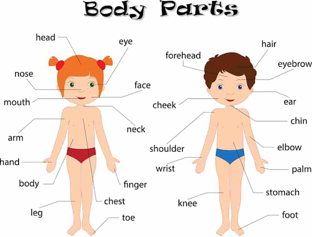 Parts Of The Body For Kids Basic Vocabulary