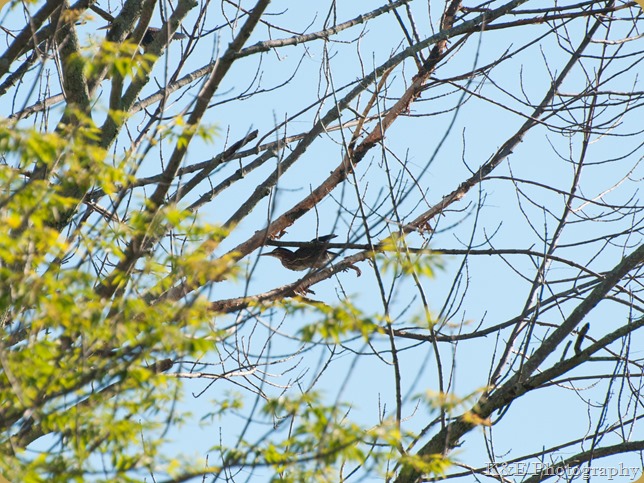 bird