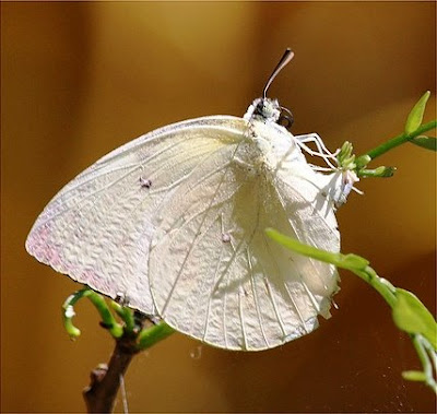 Tanda didatangi Kupu-kupu putih