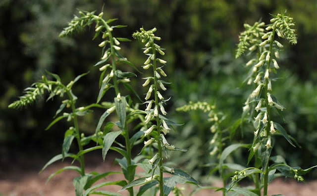 Digitalis Lutea Flowers Pictures