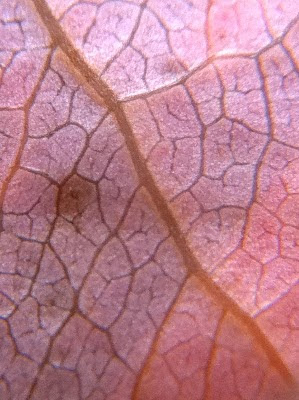 iPhone into a microscope