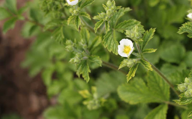 Potentilla Rupestris