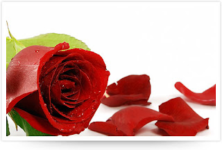 my valentine red rose