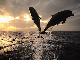 Dolphin Wallpapers