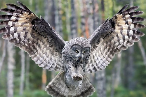 Búho del bosque (Owl Forest Bird)